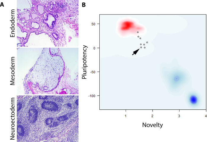 figure-results-4 干细胞分化;组织学图像及多能性与新颖性图谱;组织类型。
