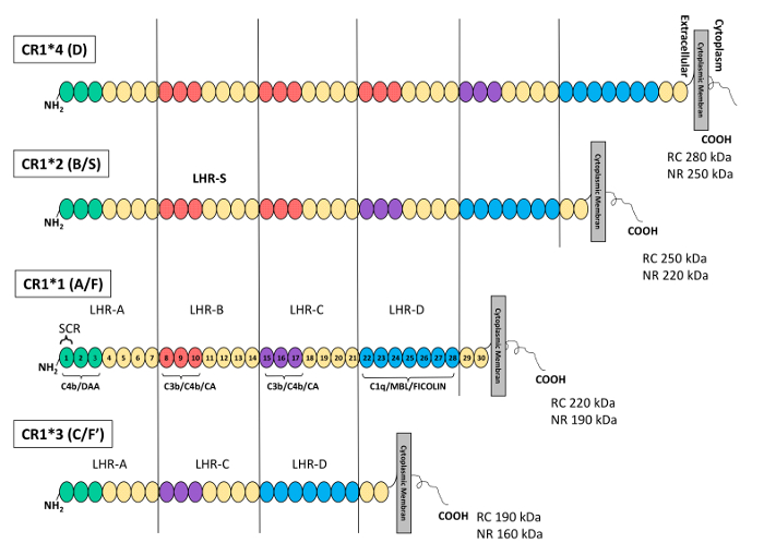 Complement receptor 1 protein structure diagram, illustrating extracellular domains and cytoplasm orientation.