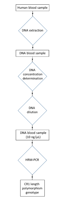DNA extraction process flowchart: human blood sample, concentration, dilution, HRM-PCR analysis.