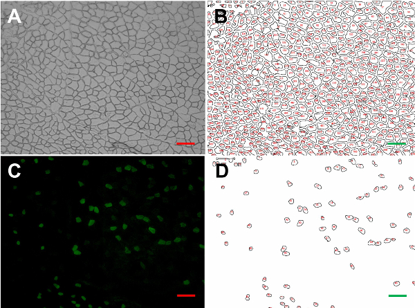 figure-results-3 Microscopy images showing cell identification, segmentation. Monochrome and fluorescent analysis.