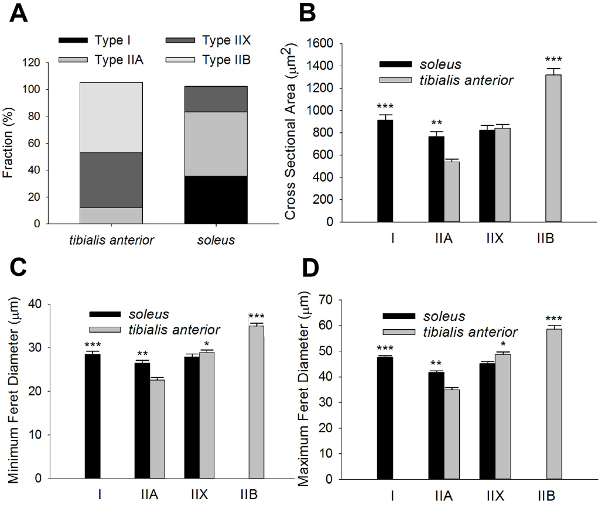 figure-results-6 Muscle fiber type distribution and cross-sectional data; bar chart analysis of soleus and tibialis anterior.