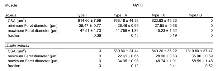 figure-results-5 Muscle fiber types comparison table; MyHC expressions; cross-sectional area; Feret diameters; fractions.