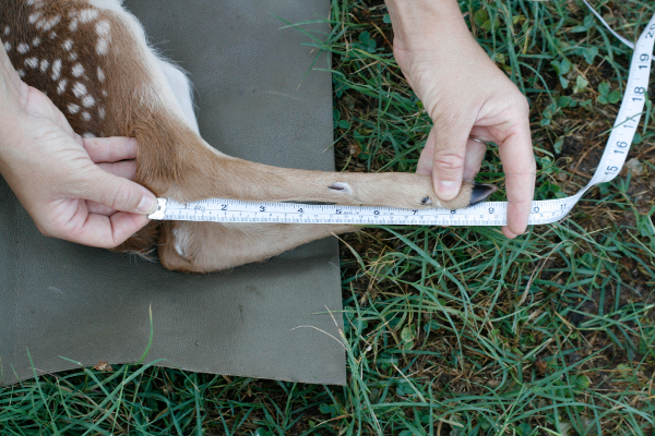 Measuring wildlife anatomy: fawn leg length using tape measure in ecological field study.