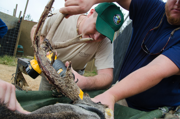 Wildlife fieldwork process: researchers removing antlers from a tranquilized deer for tagging study.
