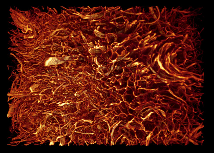 3D rendered microscopy image showing neural network structure in brain tissue for neuroscience study.