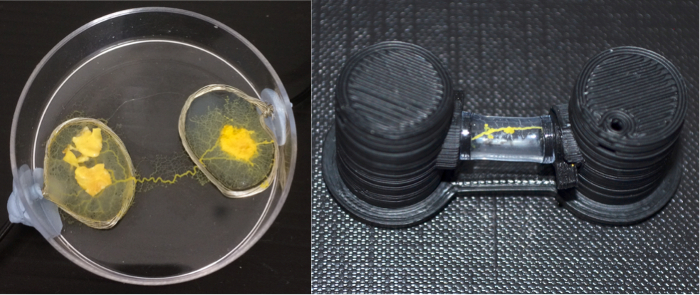 Experiment on slime mold growth, petri dish setup, and 3D-printed maze for pathfinding analysis.