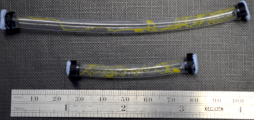 Slime mold growth in tubes, experiment setup, length comparison with scale, biological study.