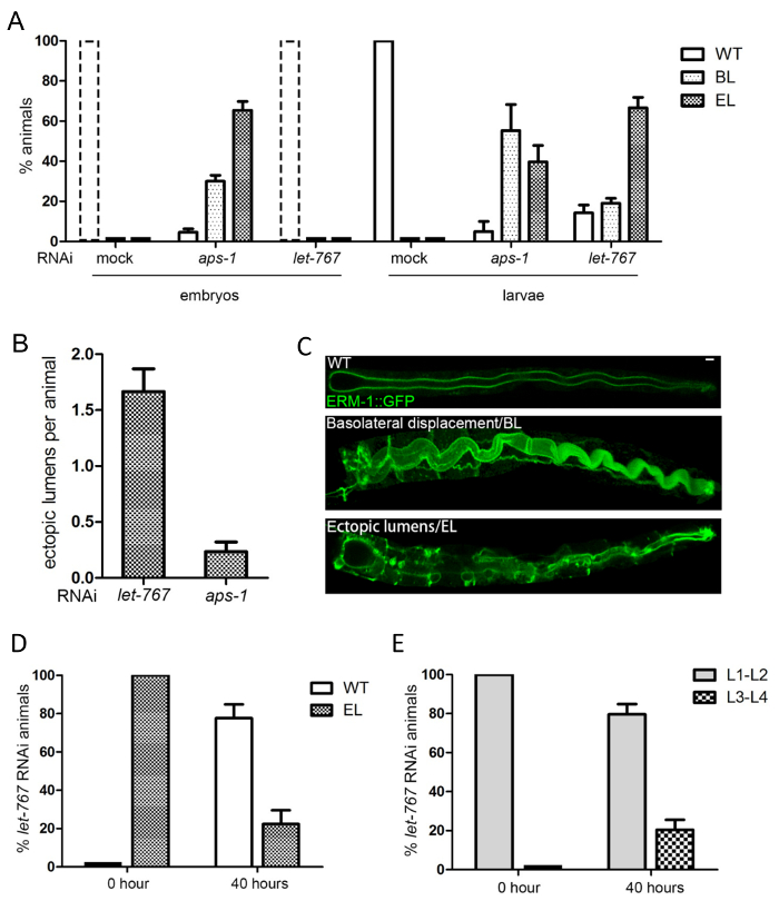 RNAi impact on C. elegans; graphs and GFP microscopy images show lumen formation in embryos, larvae.