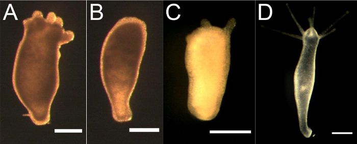 Hydra regeneration stages, microscope image showing developmental processes and cellular differentiation.