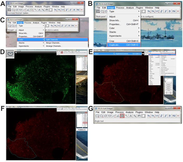 ImageJ software interface, split channels, fluorescence microscopy image analysis, angle tool.