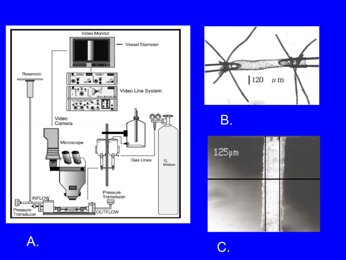 Vascular experiment setup diagram, vessel images, microscope video analysis, pressure transducer.