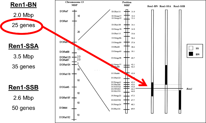 Chromosome mapping diagram showing Ren1-BN, Ren1-SSA, Ren1-SSB gene loci on chromosome 13.