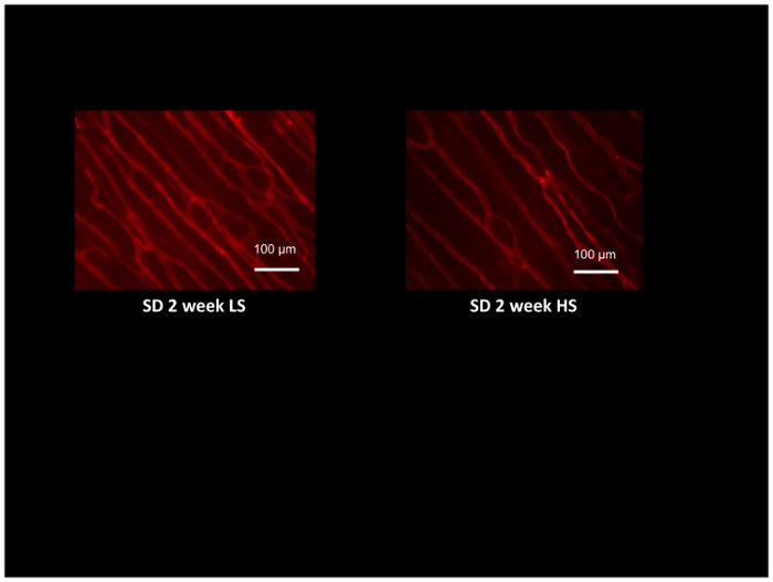 Muscle fiber structure comparison, fluorescence microscope image, 100 µm scale, 2-week stress study.