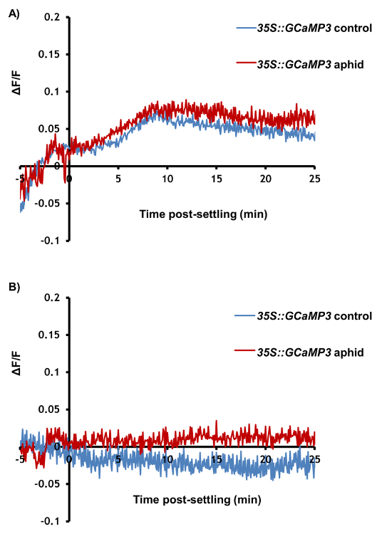 Calcium signaling graph, ΔF/F vs. time, 35S::GCaMP3 aphid/control comparison, fluorescence data.
