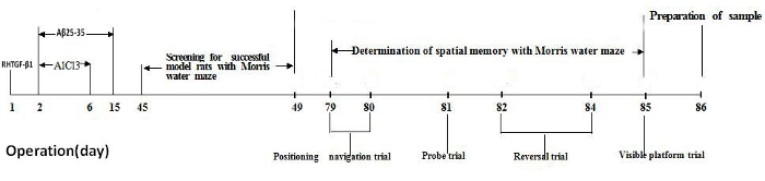 Timeline of Morris water maze experiment analyzing spatial memory; trials span days 1 to 86.