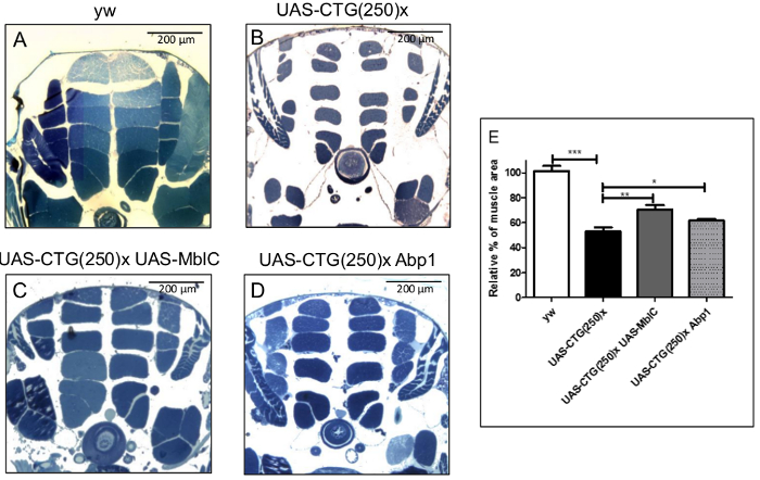 Histological analysis of muscle sections with UAS-CTG(250) transgene; includes bar graph results.