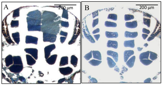 Histology microscopy image; plant stem cross-section; stained tissues; anatomical comparison.