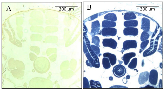 Histology comparison: two stained cross-sections at 200μm, highlighting tissue contrast variations.
