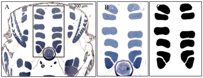 Histology diagram of tissue sections, highlighting cell structure and analysis for scientific study.
