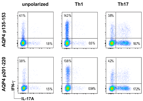 figure-results-3 Flow cytometry analysis diagram: IL-17A vs IFN-γ in Th1, Th17, unpolarized cells, AQP4 peptides.
