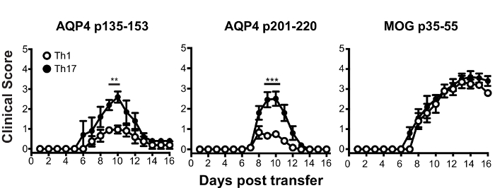 figure-results-4 Clinical score graphs for AQP4 and MOG peptides; Th1 vs. Th17 cell response; days post transfer.