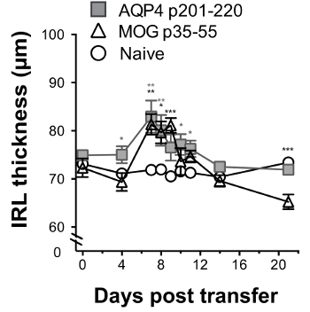 figure-results-6 IRL thickness vs. days post transfer; AQP4, MOG, Naive group data comparison; line graph analysis.
