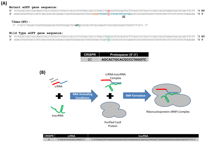 figure-results-1 CRISPR-Cas9 gene editing process with mutant eGFP sequences and RNP complex formation diagram.