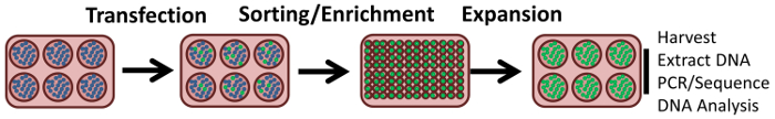 figure-results-3 Transfection to DNA analysis process; diagram showing sorting, enrichment, and expansion stages.