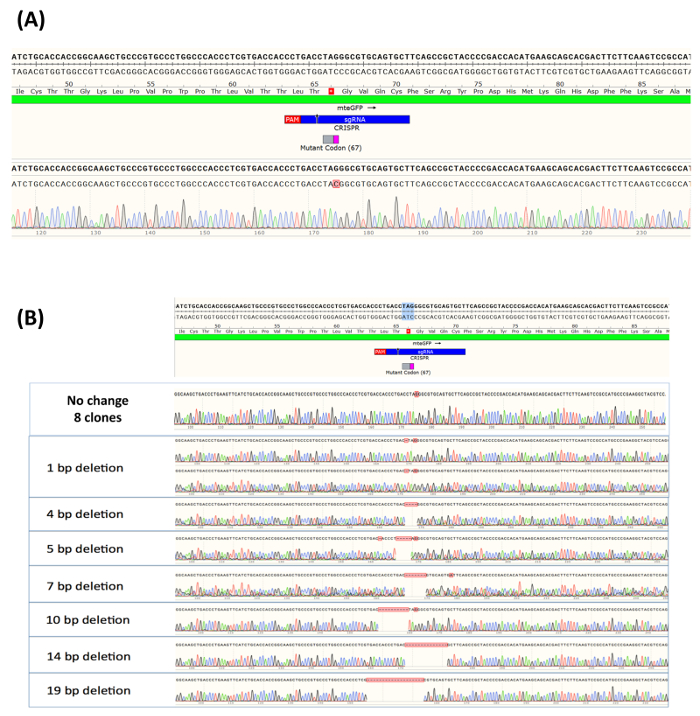 figure-results-4 CRISPR gene editing results, sequence analysis diagram showing bp deletions and mutations.