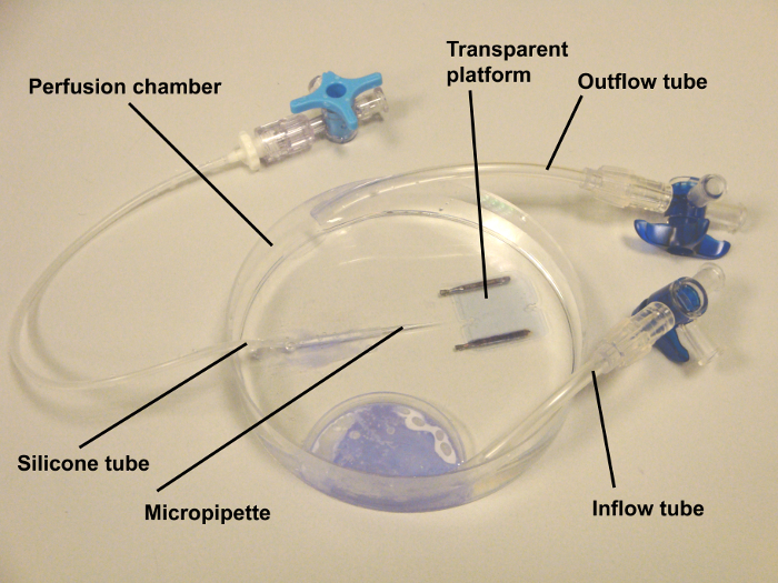 Perfusion setup diagram with chamber, inflow/outflow tubes, micropipette for cell culture experiments.
