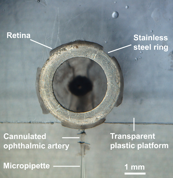 Retina preparation, stainless steel ring, plastic platform, ophthalmic artery, micropipette experiment.
