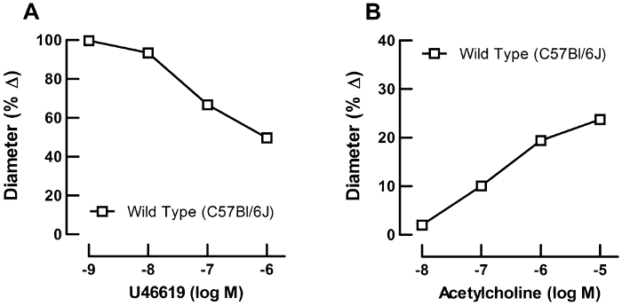 Two line graphs showing vascular response: U46619 effect and acetylcholine on wild-type C57Bl/6J mice.