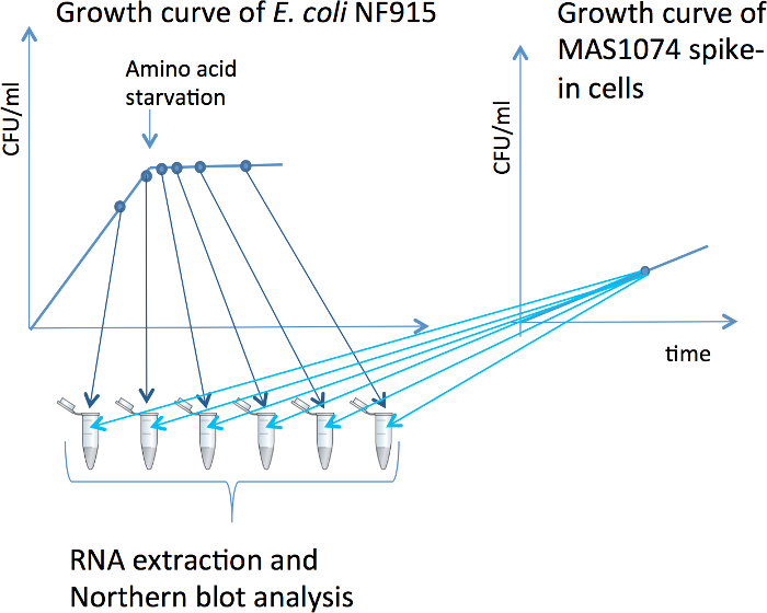 E. coli growth curve diagram; RNA extraction; Northern blot analysis; CFU vs. time chart.