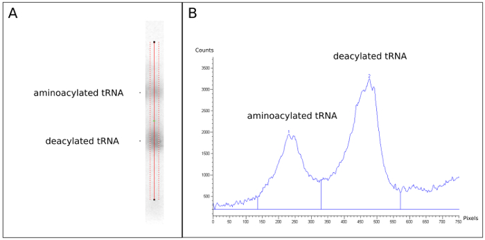 Aminoacylated vs. deacylated tRNA; gel electrophoresis setup and graph result; protein analysis.