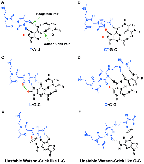 DNA base pairing diagram; Watson-Crick and Hoogsteen pair comparisons with structural formulas.