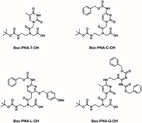 Chemical structure diagram of Boc-PNA derivatives; peptide nucleic acid synthesis.