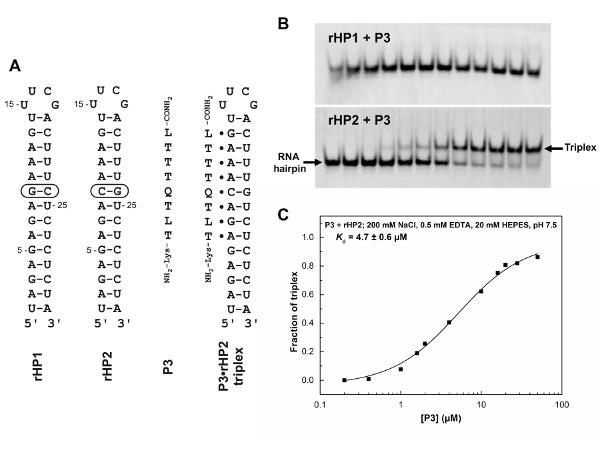 RNA triplex formation: sequence diagrams, gel electrophoresis, binding affinity chart showing P3+rHP interaction.