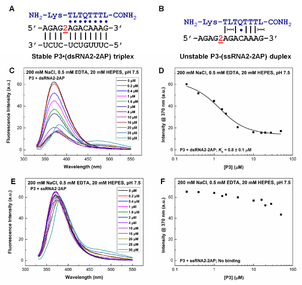 Stable triplex and unstable duplex RNA setups; fluorescence spectra and binding curves analysis.