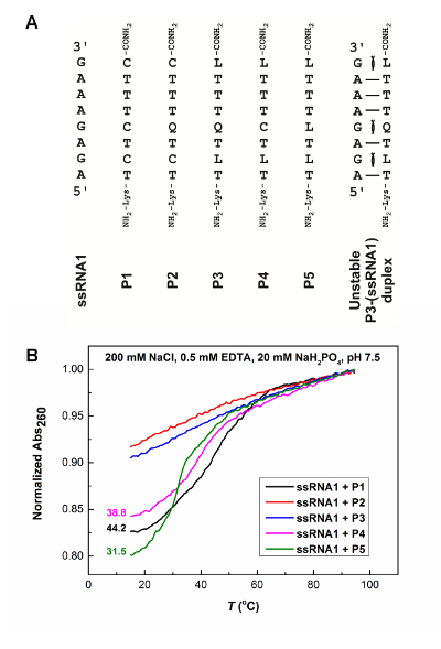 ssRNA1 and peptide interactions; peptide sequences and thermal stability; duplex melting curve.