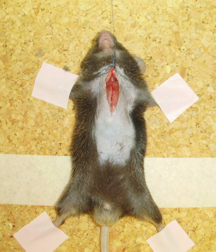 figure-results-1 Laboratory dissection of specimen on cork board; anatomy study, educational setup.