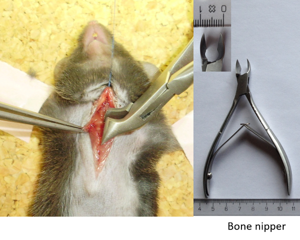 figure-results-2 Rodent dissection procedure using bone nipper; surgical technique, anatomical study.