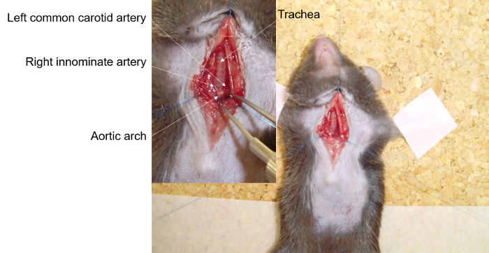 figure-results-3 Rat dissection diagram; arterial anatomy labeled: carotid artery, innominate artery, aortic arch.