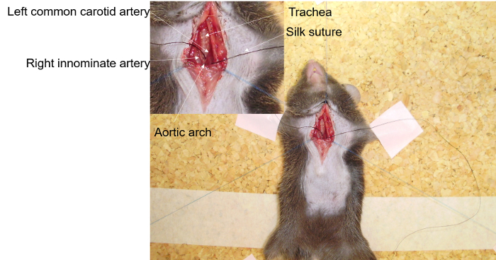 figure-results-5 Surgical anatomy dissection showing carotid arteries, trachea; labeled rat experiment setup.