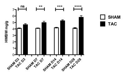 figure-results-8 Bar graph comparing heart weight-to-body weight ratios; SHAM vs TAC groups; statistical significance.