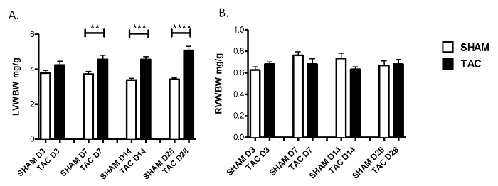 figure-results-9 Bar charts comparing LVW/BW and RVW/BW ratios; statistical analysis; SHAM vs TAC groups; experiment.