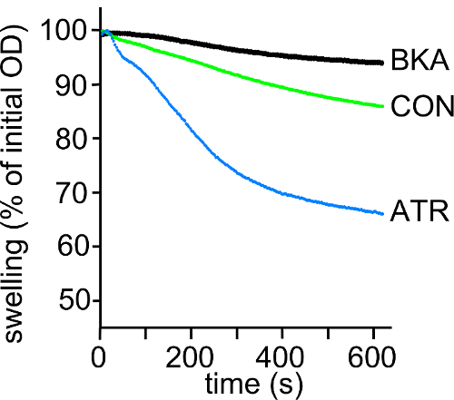 Swelling kinetics graph; BKA, CON, ATR curves; time vs. swelling percentage; experimental results.