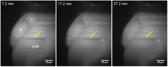 figure-results-2 Time-lapse microscopy showing yolk and vascular development in a specimen; 50 μm scale bar.