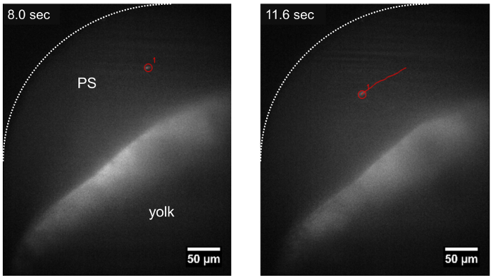 figure-results-3 Microscopy image sequence showing yolk particle tracking over time for motion analysis.