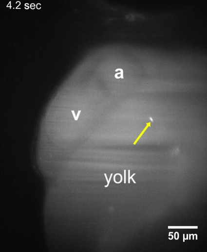 figure-results-5 Microscopy image of embryonic yolk, labeled vascular and arterial flow dynamics, 50 µm scale.