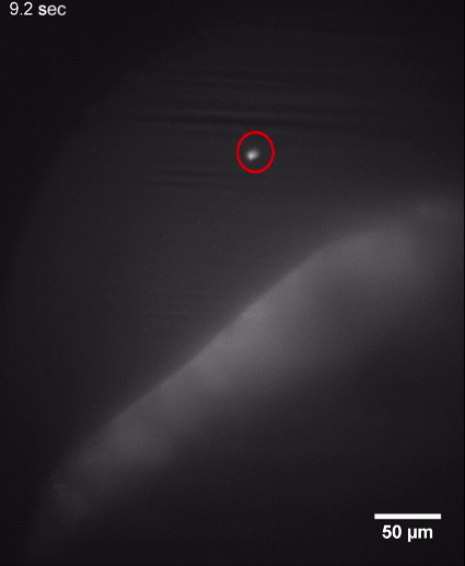 figure-results-7 Microscopy image showing particle tracking in fluid, 50 μm scale, dynamic motion study.